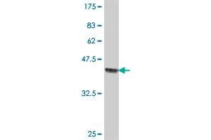 Western Blot detection against Immunogen (36. (Filensin antibody  (AA 567-664))