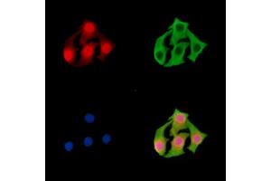 ABIN7095918 and ABIN7099980 staining Hela cells by IF/ICC.