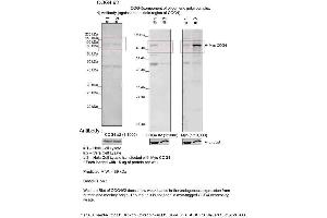 Sample Type: 1. (COG4 antibody  (Middle Region))