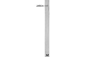 Western blot of whole rat brain lysate probed with ABIN1580434 antibody to MAP2. (MAP2 antibody)