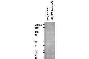 Western blot showing Serpina3g monoclonal antibody, clone MoFo29. (serine (Or Cysteine) Peptidase Inhibitor, Clade A, Member 3G (Serpina3g) (AA 406-426) antibody)