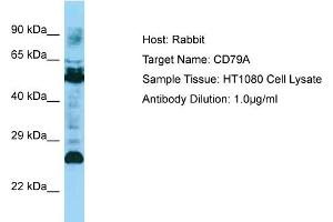 Host: Rabbit Target Name: CD79A Sample Type: HT1080 Whole Cell lysates Antibody Dilution: 1. (CD79a antibody  (C-Term))
