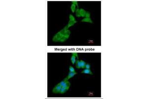 ICC/IF Image Immunofluorescence analysis of paraformaldehyde-fixed A549, using MMP3, antibody at 1:200 dilution. (MMP3 antibody  (N-Term))