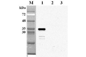 Western blot analysis using anti-NMNAT2 (human), mAb (Nady-1)  at 1:2'000 dilution.