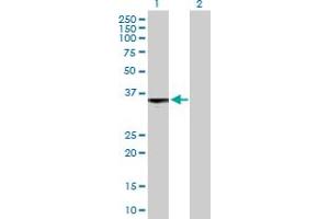 Western Blot analysis of S1PR3 expression in transfected 293T cell line by S1PR3 MaxPab polyclonal antibody.