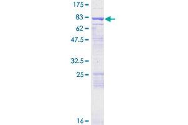 ENC1 Protein (AA 1-589) (GST tag)