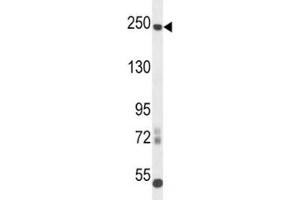 L1CAM antibody western blot analysis in mouse cerebellum tissue lysate. (L1CAM antibody  (AA 1154-1182))