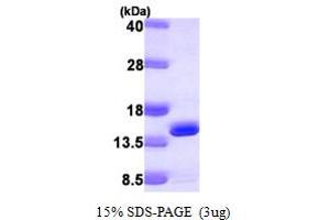 SDS-PAGE (SDS) image for DnaJ (Hsp40) Homolog, Subfamily C, Member 19 (DNAJC19) (AA 19-116) protein (His tag) (ABIN667349) (DNAJC19 Protein (AA 19-116) (His tag))