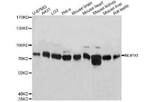 Western blot analysis of extracts of various cell lines, using NUP93 antibody.
