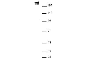 RNA pol II antibody (mAb) (Clone 1F4B6) tested by Western blot. (POLR2F antibody)
