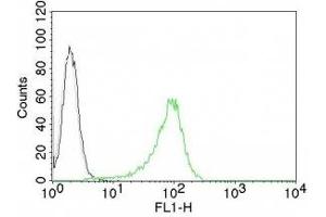 Image no. 1 for anti-Nuclear Antigen antibody (ABIN6190827) (Nuclear Antigen antibody)
