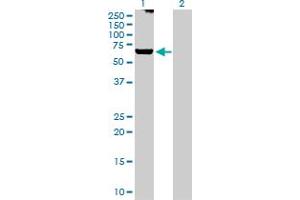 Western Blot analysis of GRK6 expression in transfected 293T cell line by GRK6 MaxPab polyclonal antibody.