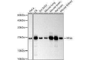 Western blot analysis of extracts of various cell lines, using Mras antibody (ABIN7268703) at 1:500 dilution. (MRAS antibody)