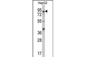 Western blot analysis of anti-K1 Antibody (C-term) (ABIN392338 and ABIN2841979) in HepG2 cell line lysates (35 μg/lane). (AAK1 antibody  (C-Term))