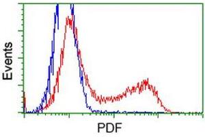 HEK293T cells transfected with either RC205788 overexpress plasmid (Red) or empty vector control plasmid (Blue) were immunostained by anti-PDF antibody (ABIN2454640), and then analyzed by flow cytometry. (GDF15 antibody)