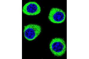 Immunofluorescence (IF) image for anti-Cleavage and Polyadenylation Specific Factor 3-Like (CPSF3L) antibody (ABIN2996062)