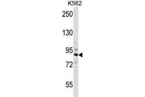 STRN4 Antibody (N-term) western blot analysis in K562 cell line lysates (35µg/lane). (STRN4 antibody  (N-Term))