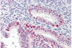Anti-MARCH7 antibody IHC staining of human uterus. (MARCH7 antibody  (AA 334-344))