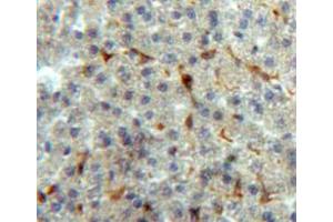 IHC-P analysis of liver tissue, with DAB staining. (Annexin V antibody  (AA 1-319))