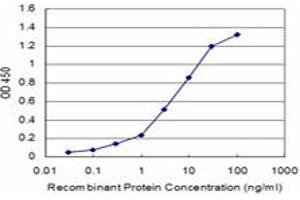anti-D Site of Albumin Promoter (Albumin D-Box) Binding Protein (DBP) (AA 226-325) antibody