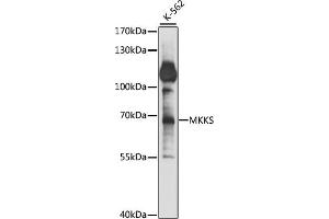 Western blot analysis of extracts of K-562 cells, using MKKS antibody (ABIN7268433) at 1:1000 dilution. (MKKS antibody  (AA 221-570))