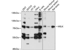 Western blot analysis of extracts of various cell lines, using MELK antibody (ABIN6128225, ABIN6143725, ABIN6143726 and ABIN6214984) at 1:1000 dilution. (MELK antibody  (AA 412-651))