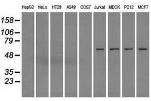 Image no. 1 for anti-Fumarate Hydratase (FH) antibody (ABIN1498267) (FH antibody)