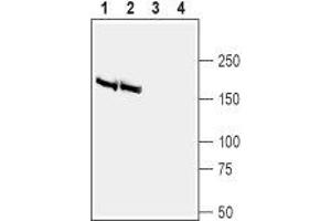 Western blot analysis of rat (lanes 1 and 3) and mouse (lanes 2 and 4) brain membranes: - 1,2. (BAI2 antibody  (Extracellular, N-Term))