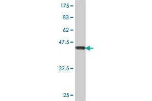 Western Blot detection against Immunogen (47. (COMMD1 antibody  (AA 1-190))