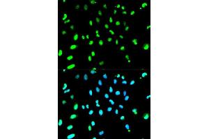 Immunofluorescence (IF) image for anti-TAR DNA Binding Protein (TARDBP) (AA 1-260) antibody (ABIN3021656) (TARDBP antibody  (AA 1-260))