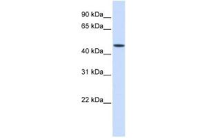 JMJD5 antibody used at 0. (JMJD5 antibody  (Middle Region))