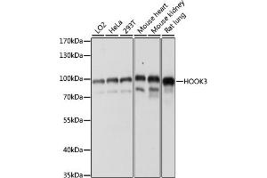 Western blot analysis of extracts of various cell lines, using HOOK3 antibody (ABIN7267781) at 1:1000 dilution.