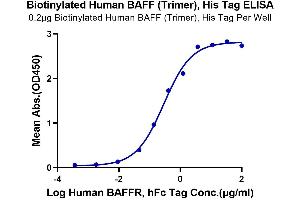 ELISA image for Tumor Necrosis Factor (Ligand) Superfamily, Member 13b (TNFSF13B) (Trimer) protein (His-Avi Tag,Biotin) (ABIN7273916)