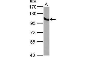 WB Image Sample (30 ug of whole cell lysate) A: NIH-3T3 7. (GRP94 antibody  (Center))