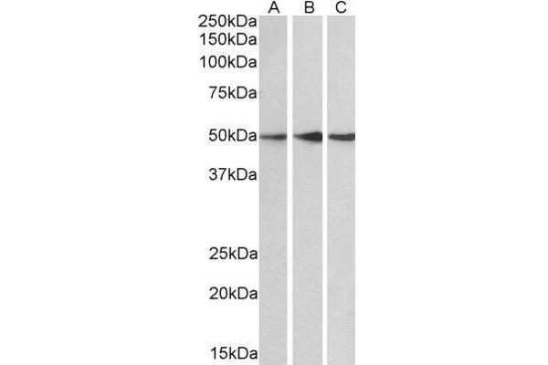 PPP2R5E antibody  (C-Term)