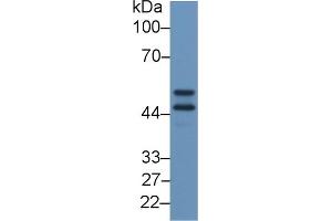 Western Blotting (WB) image for anti-Apolipoprotein H (Beta-2-Glycoprotein I) (APOH) (AA 21-345) antibody (ABIN7431608)