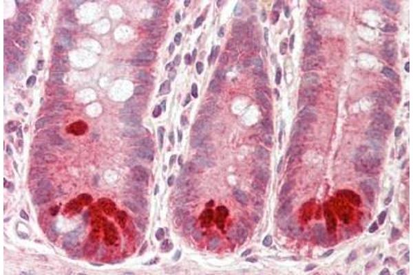 DPY19L1 antibody  (AA 633-682)