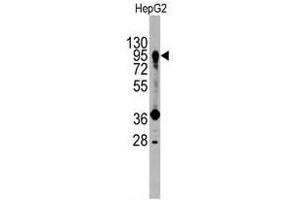 Image no. 1 for anti-Prospero Homeobox 1 (PROX1) (Center) antibody (ABIN357418) (PROX1 antibody  (Center))