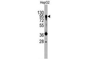 Image no. 1 for anti-Prospero Homeobox 1 (PROX1) (Center) antibody (ABIN357418) (PROX1 antibody  (Center))