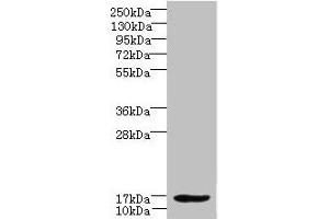 Western blot All lanes: LMO3 antibody at 6 μg/mL + Hela whole cell lysate Secondary Goat polyclonal to rabbit IgG at 1/10000 dilution Predicted band size: 17, 20, 18, 19 kDa Observed band size: 17 kDa (LMO3 antibody  (AA 1-145))