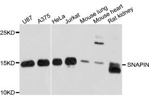 Western blot analysis of extract of various cells, using SNAPIN antibody. (SNAPIN antibody)