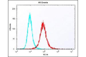 Overlay histogram showing NIH/3T3 cells stained with (ABIN6243711 and ABIN6577901) (red line). (KLF4 antibody  (AA 321-354))