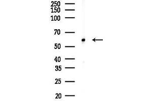 Western blot analysis of lysates from Mouse brain, using SM Antibody at 1/1000 dilution.