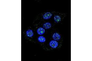 Confocal immunofluorescent analysis of CCDC36 Antibody (C-term)(Cat#AP50775PU-N) with 293 cell followed by Alexa Fluor 488-conjugated goat anti-rabbit lgG (green). (CCDC36 antibody  (C-Term))