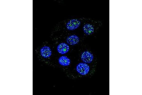 CCDC36 antibody  (C-Term)