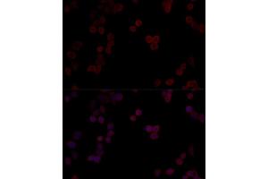 Immunofluorescence analysis of HeLa cells using PPP5C Polyclonal Antibody (ABIN6128492, ABIN6146110, ABIN6146111 and ABIN6215406) at dilution of 1:100 (40x lens). (PP5 antibody  (AA 1-210))