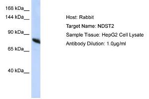 Host: Rabbit Target Name: NDST2 Sample Type: HepG2 Whole Cell lysates Antibody Dilution: 1. (NDST2 antibody  (C-Term))