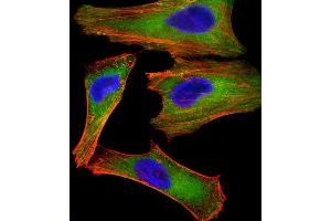 Immunofluorescent analysis of 4 % paraformaldehyde-fixed, 0. (XIAP antibody)