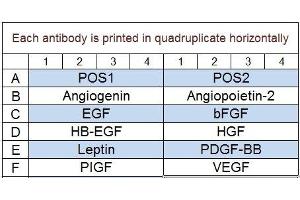 Image no. 1 for Human Angiogenesis Array Q1 (ABIN625700)