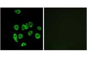 Immunofluorescence analysis of A549 cells, using MRPL32 Antibody. (MRPL32 antibody  (AA 101-150))